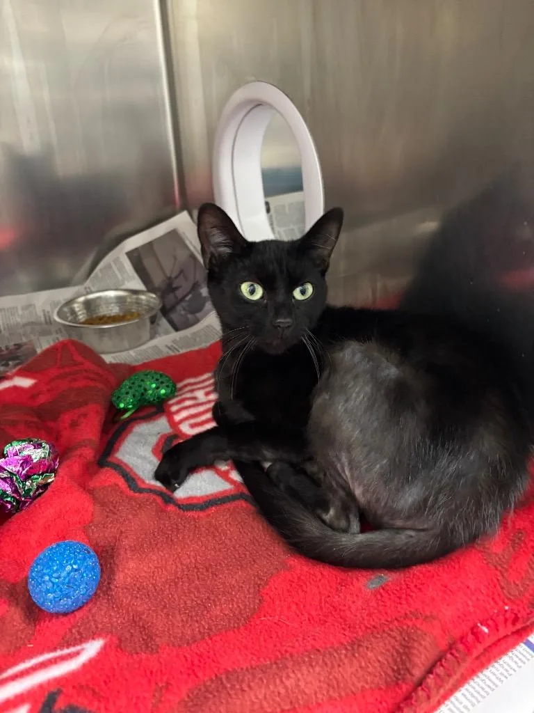 A young medium-sized female Domestic Short Hair cat named Ellie for adoption in Findlay, OH