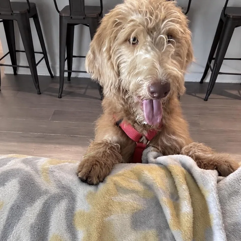 A baby medium-sized female Red / Chestnut / Orange Labradoodle dog named Miranda for adoption in Orlando, FL
