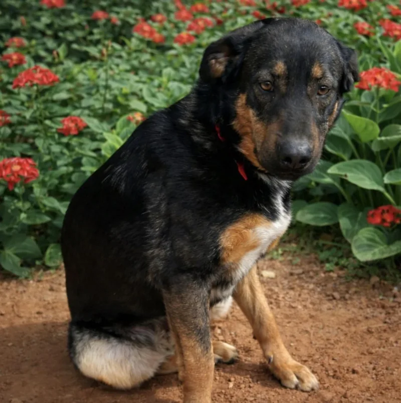 Lulu Rose thumbnail 2