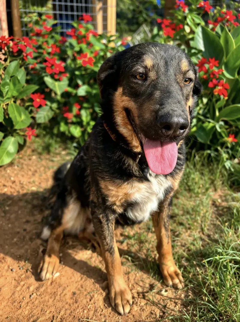 Lulu Rose thumbnail 4