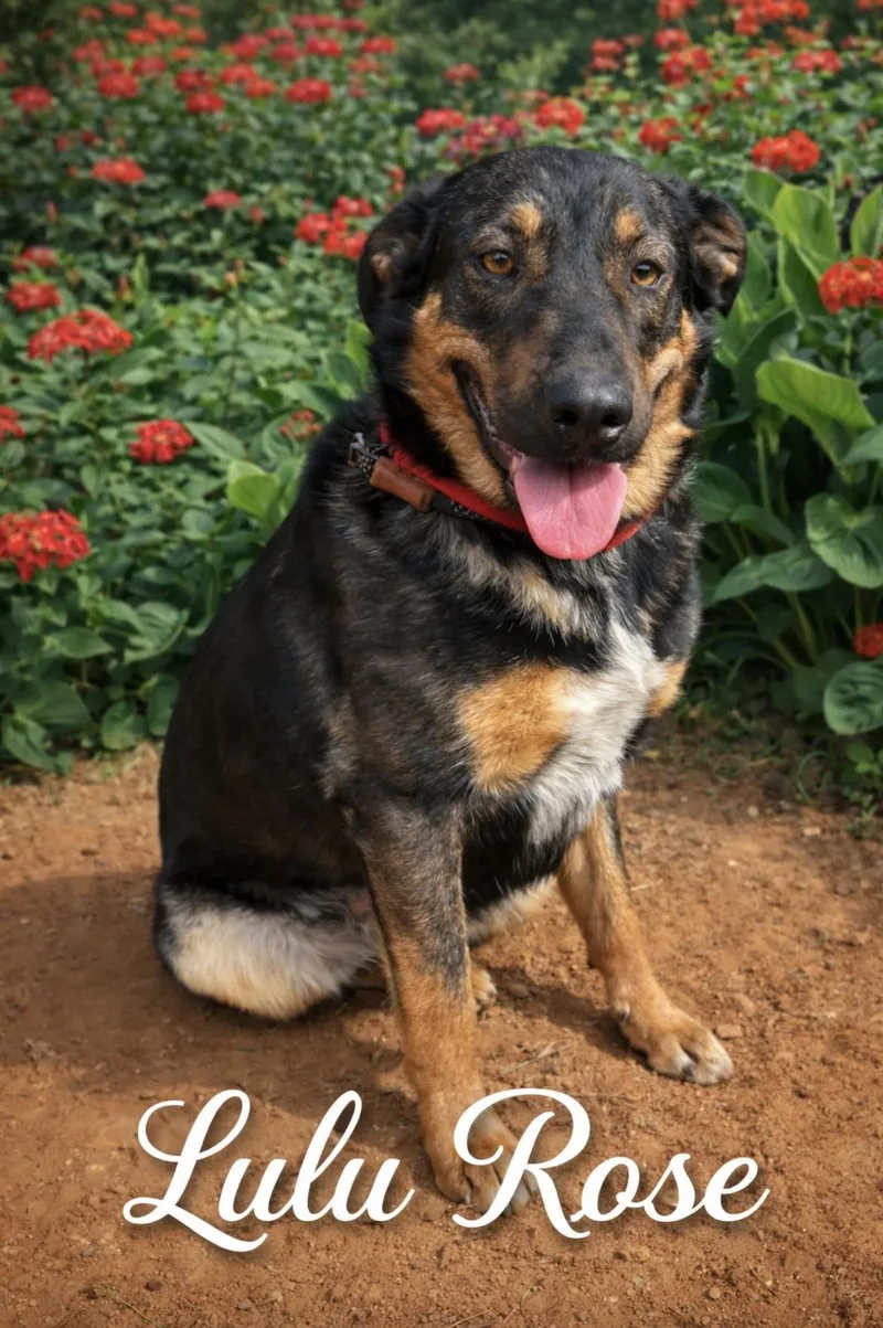 A young large-sized female Rottweiler dog named Lulu Rose for adoption in Allen, TX