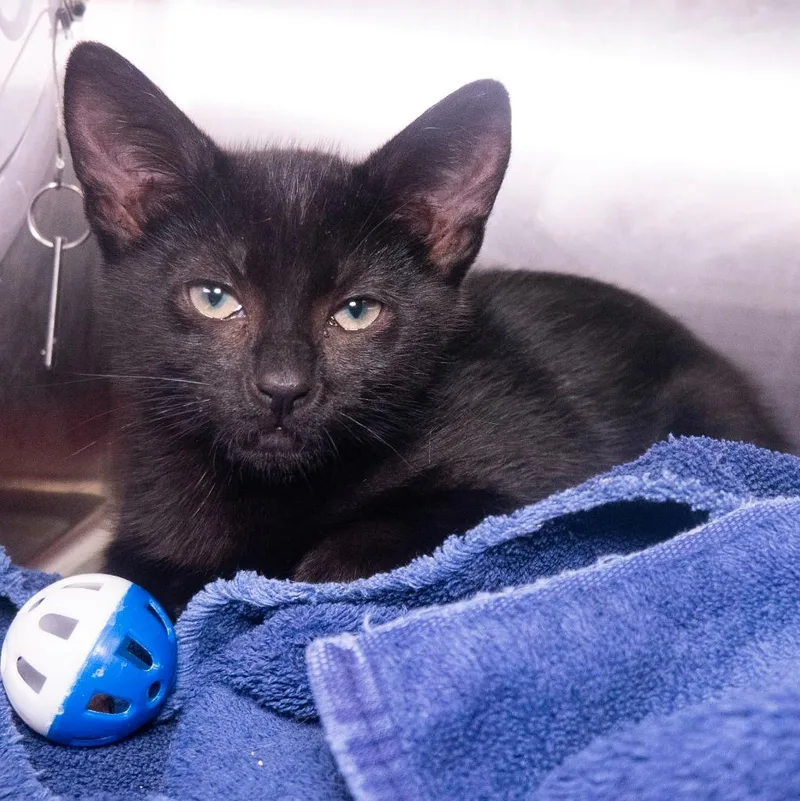 A baby medium-sized male Domestic Short Hair cat named Narwhal for adoption in Shoreline, WA