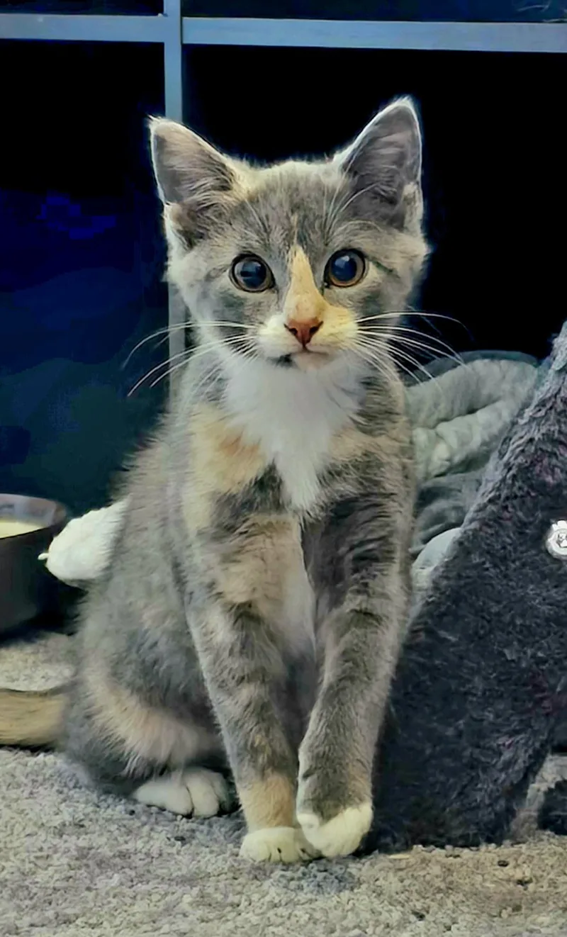 A baby medium-sized female Domestic Short Hair cat named Calliope for adoption in Chesapeake Beach, MD