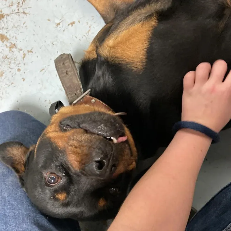 An adult large-sized male Black Rottweiler dog named Kiba Von Brooks for adoption in Philadelphia, PA