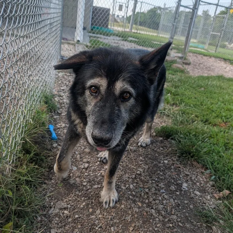 A senior extra large-sized male Black German Shepherd Dog dog named Wolfie for adoption in Jasper, IN
