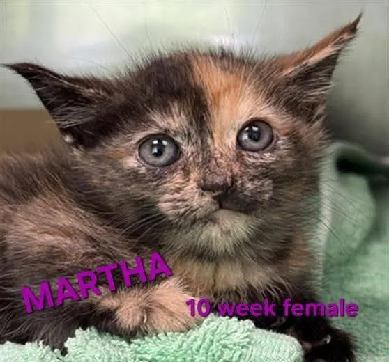 A baby medium-sized female Domestic Short Hair cat named Martha for adoption in Holbrook, NY