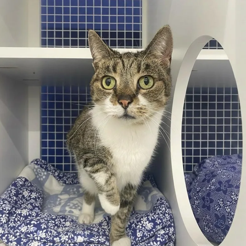 An adult medium-sized female Tabby (Buff / Tan / Fawn) Domestic Short Hair cat named Quinn for adoption in Elyria, OH
