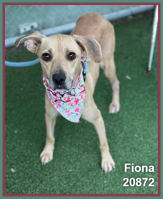 A young medium-sized female Yellow / Tan / Blond / Fawn Terrier dog named Fiona for adoption in Marietta, GA