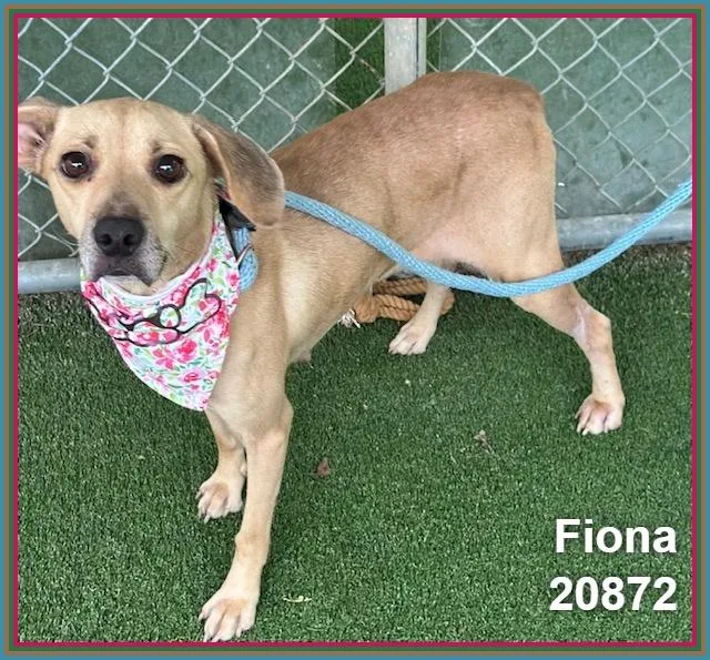 Fiona thumbnail 3