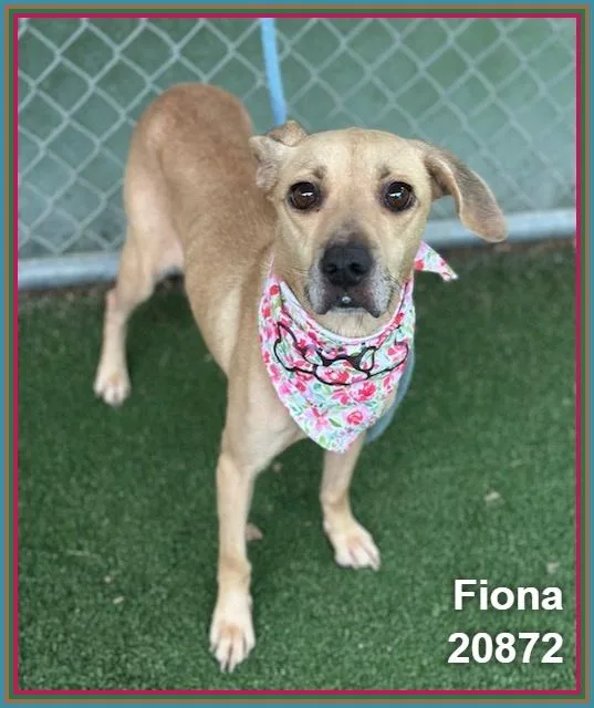 Fiona thumbnail 4
