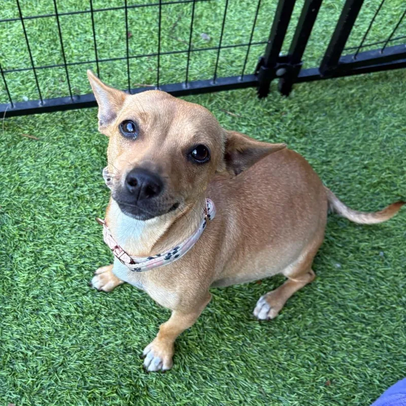 An adult small-sized female Yellow / Tan / Blond / Fawn Chihuahua dog named Samantha for adoption in Tampa, FL