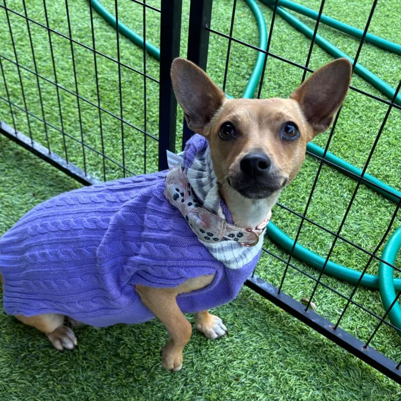 Samantha thumbnail 3