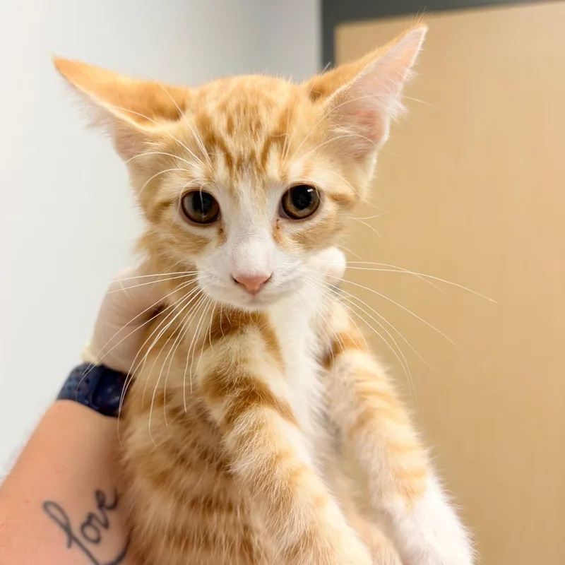 A baby small-sized male Orange / Red Domestic Short Hair cat named Maple for adoption in Jacksonville, FL