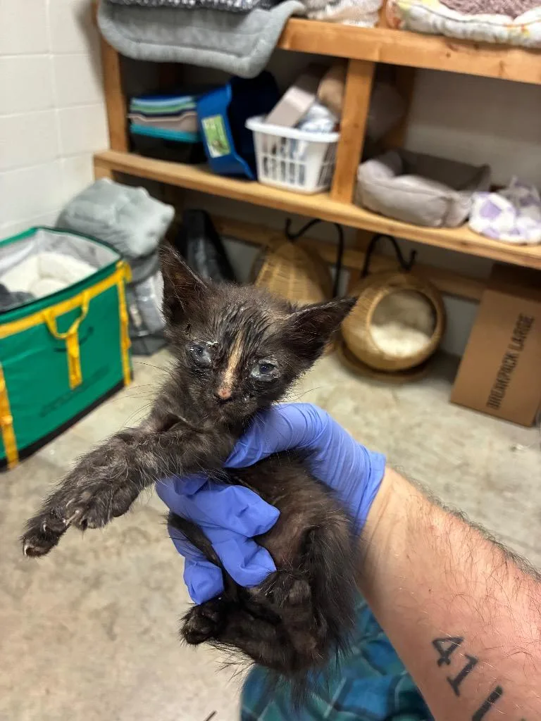A baby small-sized female Domestic Short Hair cat named Jelly for adoption in Bossier City, LA