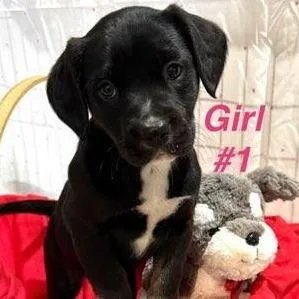 A baby medium-sized female Black Mixed Breed dog named Caroline for adoption in Williston, FL