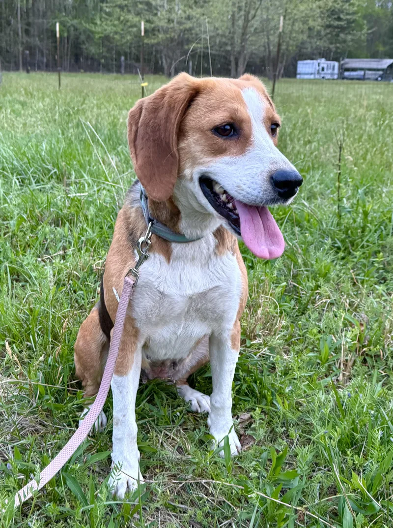 An adult medium-sized female Mixed Breed dog named Clover for adoption in Chesapeake, VA