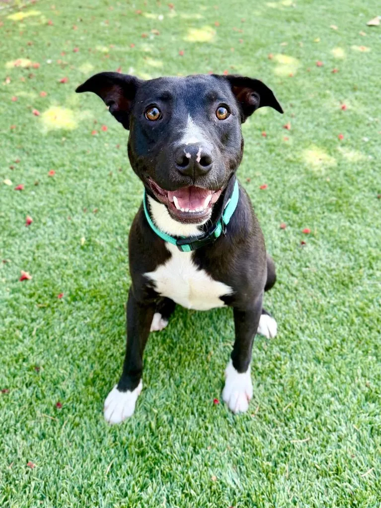 A young large-sized male Pit Bull Terrier dog named Fargo for adoption in Chico, CA