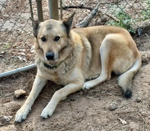An adult large-sized male Merle (Blue) German Shepherd Dog dog named Finn for adoption in Cypress, TX