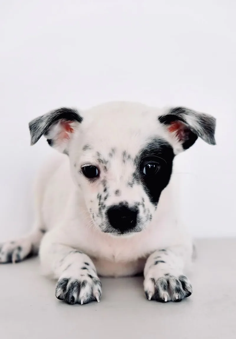 A baby medium-sized female Australian Cattle Dog / Blue Heeler dog named Clementine for adoption in San Diego, CA