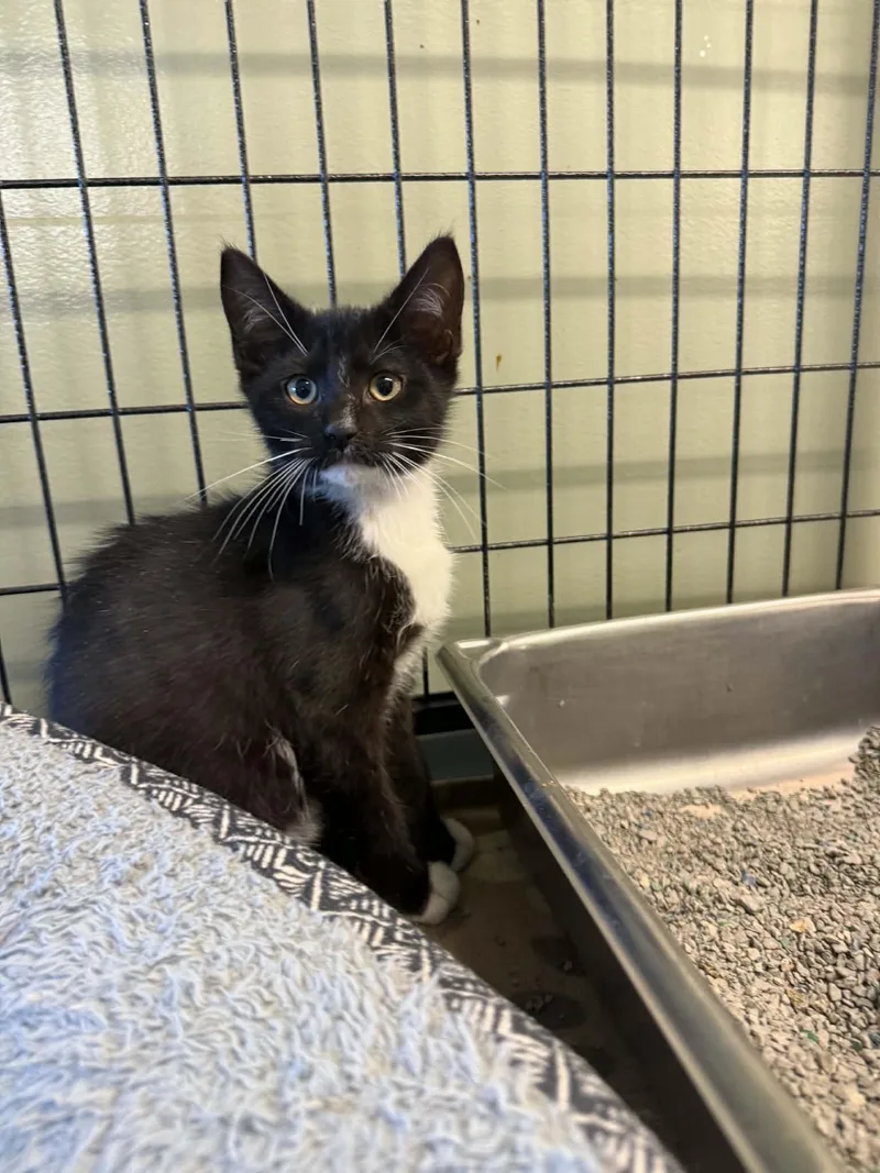 A young small-sized male Black & White / Tuxedo Domestic Short Hair cat named Meowverick for adoption in Lock Haven, PA