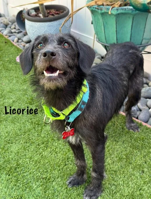 A young medium-sized female Terrier dog named Licorice for adoption in San Diego, CA