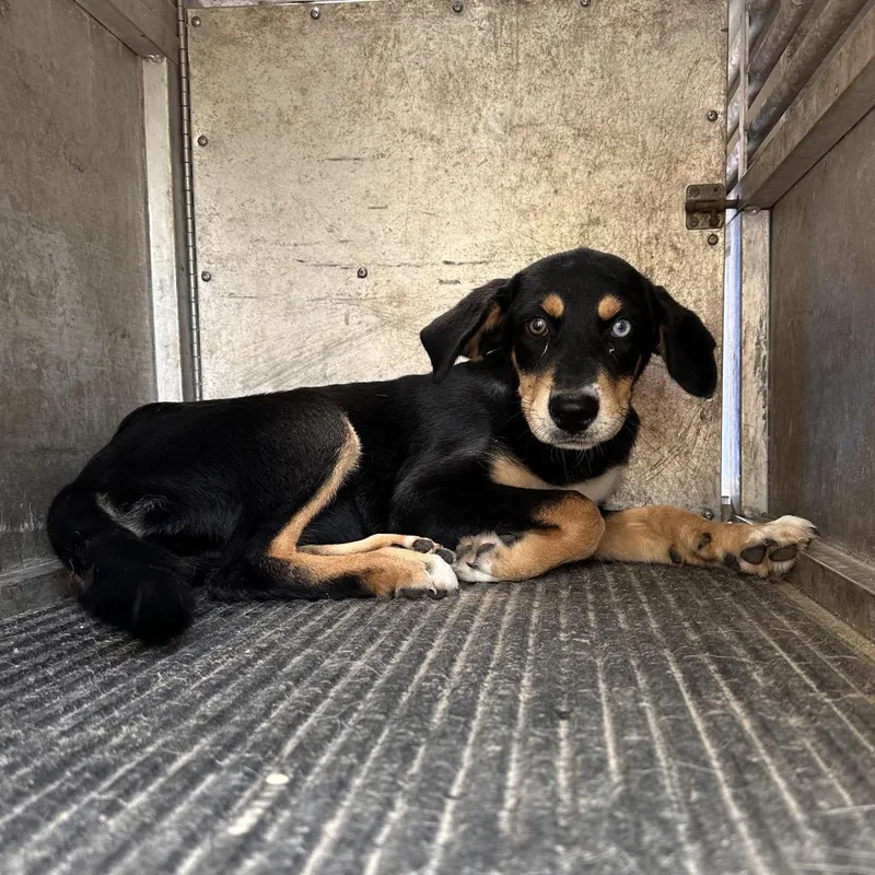 An adult medium-sized female Black Shepherd dog named Ursula for adoption in Edinburg, TX