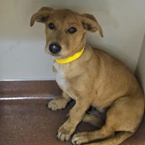 A baby large-sized male Dachshund dog named Catamaran for adoption in Oakland, CA