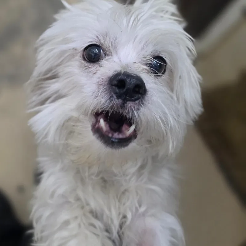 Otis  Chino Hills