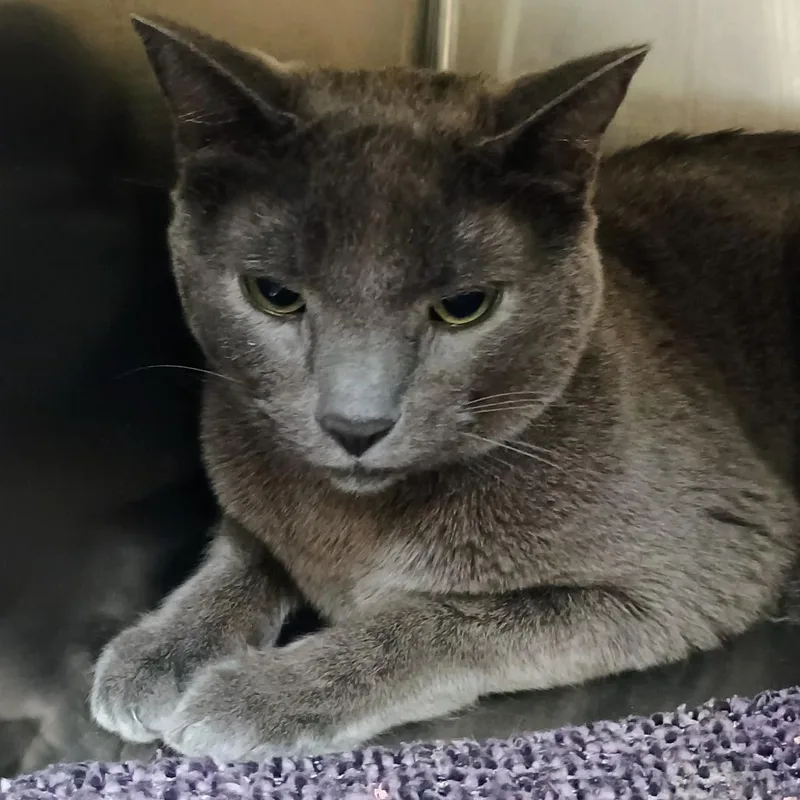 A young large-sized male Gray / Blue / Silver Russian Blue cat named Gibson for adoption in Palestine, TX