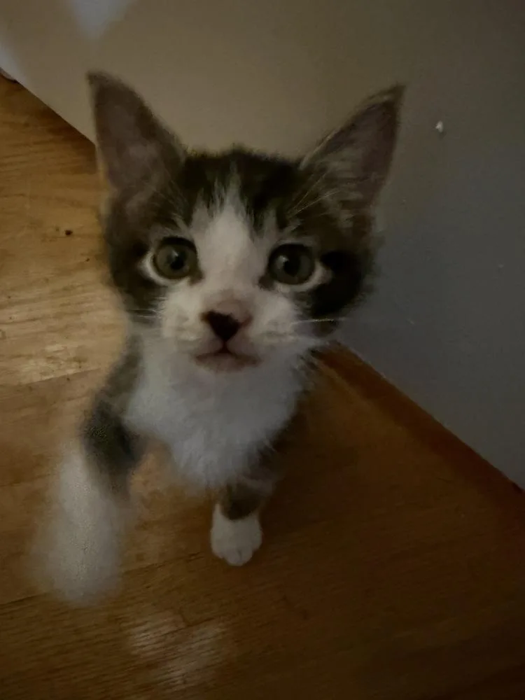 A baby medium-sized male Domestic Short Hair cat named Suds for adoption in Clinton Township, MI