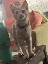 A baby small-sized male Orange / Red Domestic Short Hair cat named Slice for adoption in Newport, KY