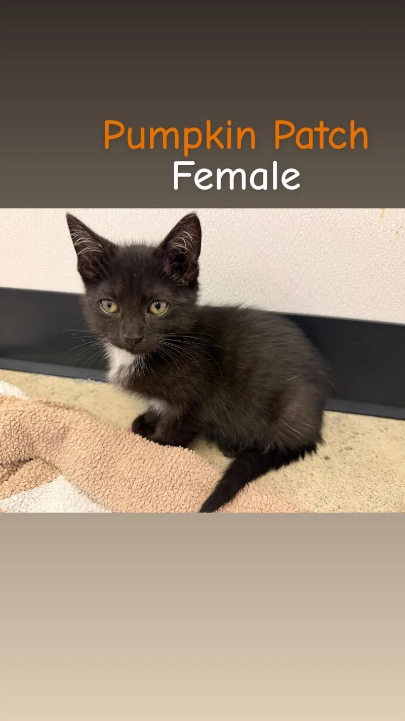 A baby medium-sized female Black Domestic Short Hair cat named Pumpkin Patch for adoption in Chesterton, IN