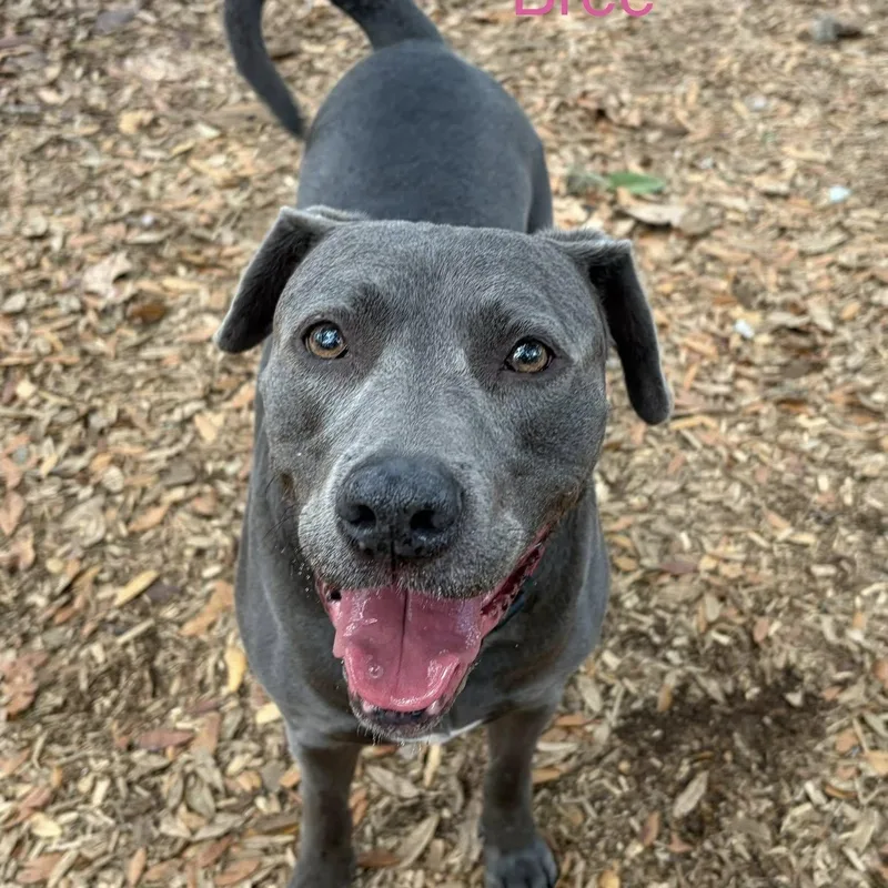 An adult medium-sized female Gray / Blue / Silver Terrier dog named Bree for adoption in St. Augustine, FL