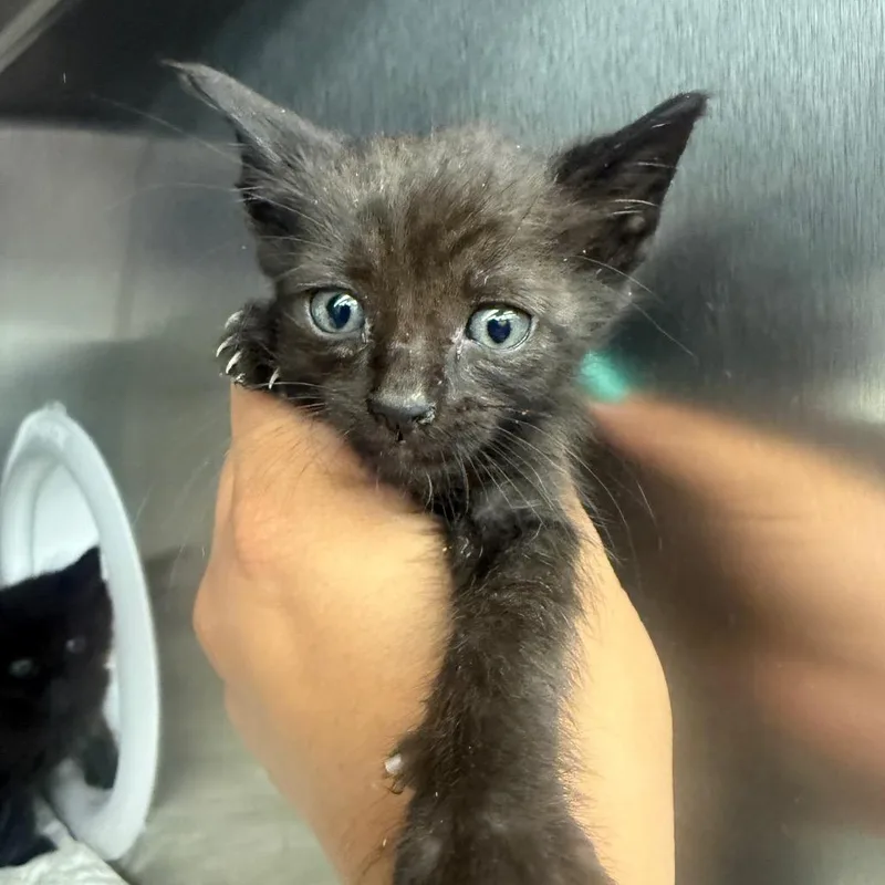 A baby small-sized male Black Domestic Short Hair cat named Miguel Hidalgo for adoption in Redwood City, CA