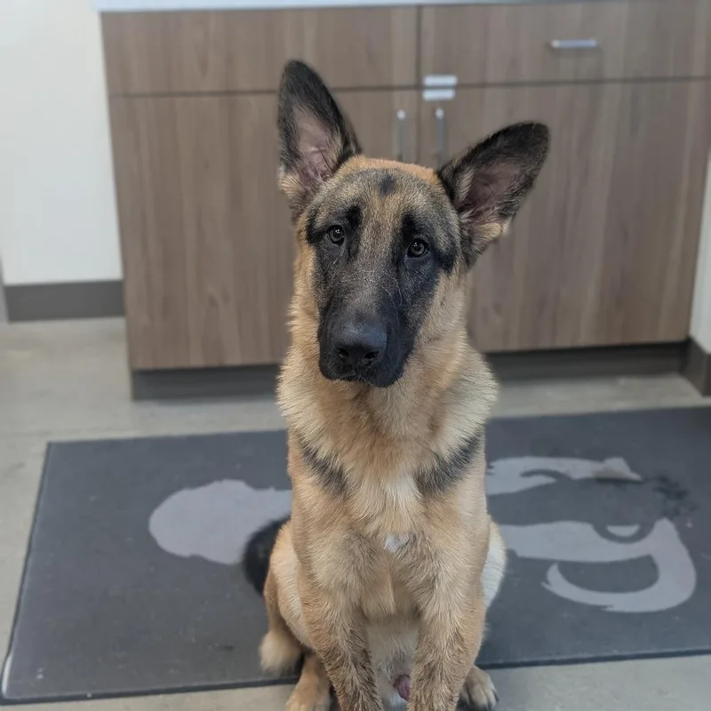 A young large-sized male German Shepherd Dog dog named Sarge for adoption in Sand Springs, OK