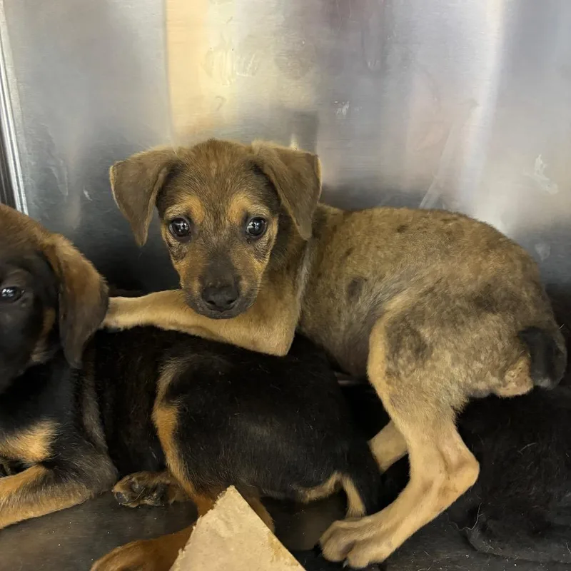 A baby small-sized male Yellow / Tan / Blond / Fawn Mixed Breed dog named Spinner for adoption in Parrish, AL