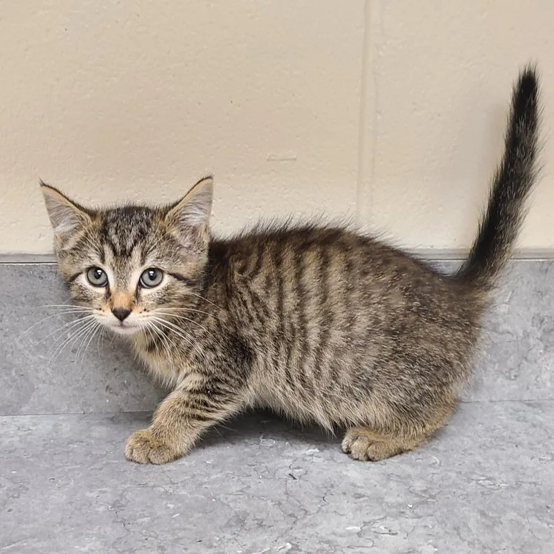 A baby medium-sized female Domestic Short Hair cat named Ukelele for adoption in Greeneville, TN