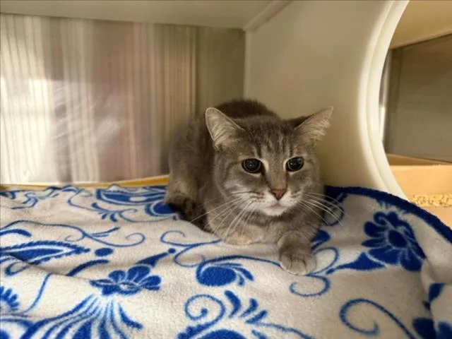 A senior medium-sized female Gray / Blue / Silver Domestic Short Hair cat named Bebe for adoption in Woodland, CA