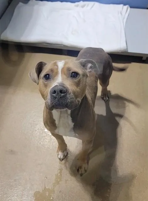 A young medium-sized male Pit Bull Terrier dog named Zyro for adoption in Saint Peters, MO