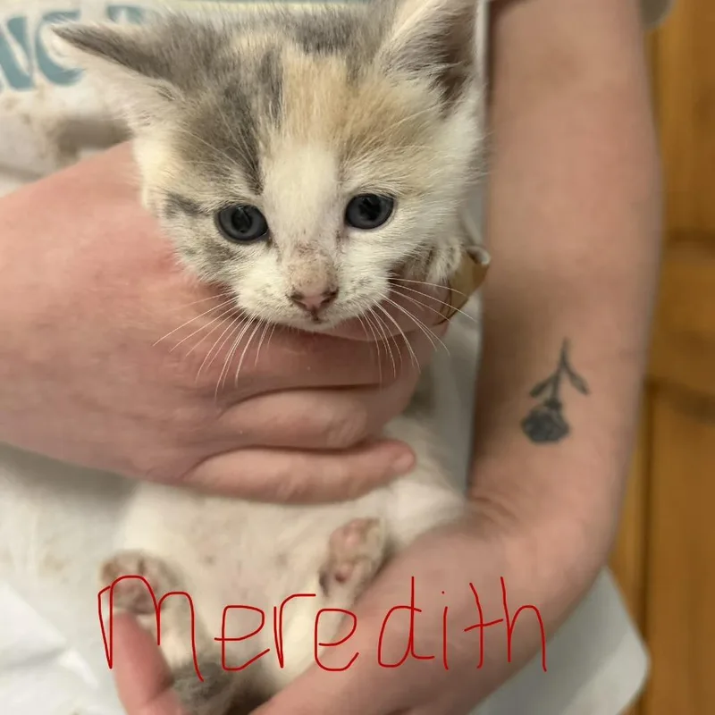 Meredith