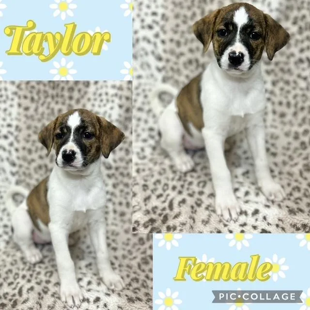 A baby medium-sized female Jack Russell Terrier dog named Taylor for adoption in Manchester, CT