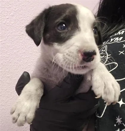 A baby medium-sized male Black Mixed Breed dog named 61286941 for adoption in El Paso, TX