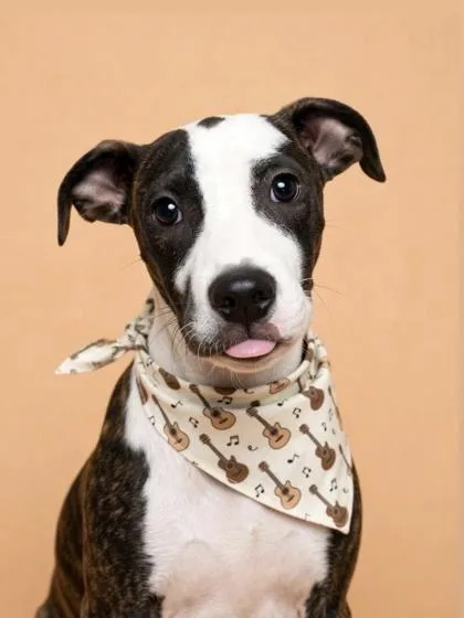 A young medium-sized female Terrier dog named Zelda for adoption in Gulfport, MS