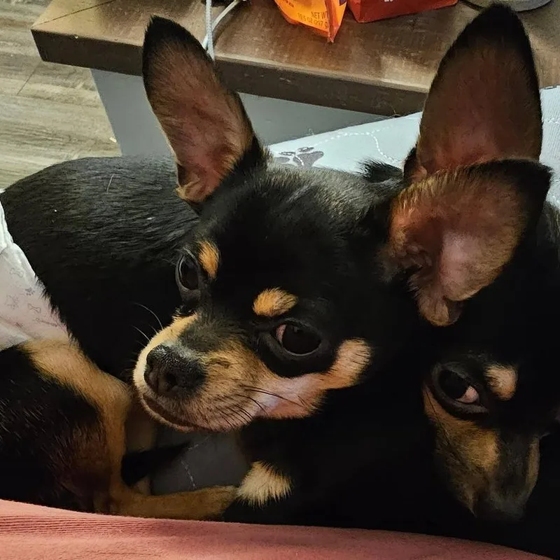 Paco thumbnail 3