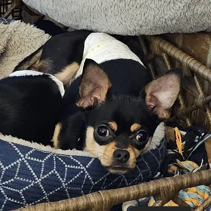 Paco thumbnail 4