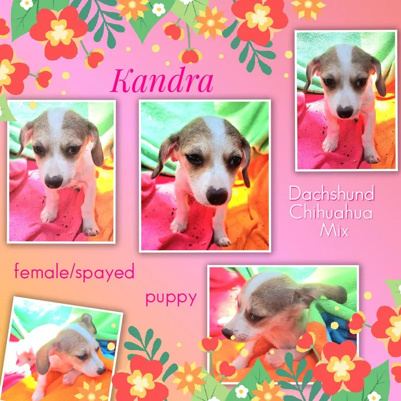 Kandra MVT thumbnail 3