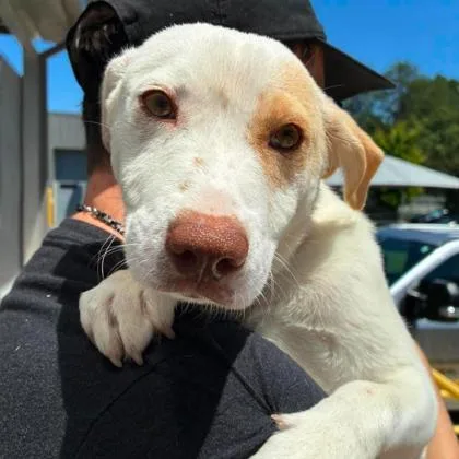 A baby medium-sized female Mixed Breed dog named Primrose for adoption in Gastonia, NC