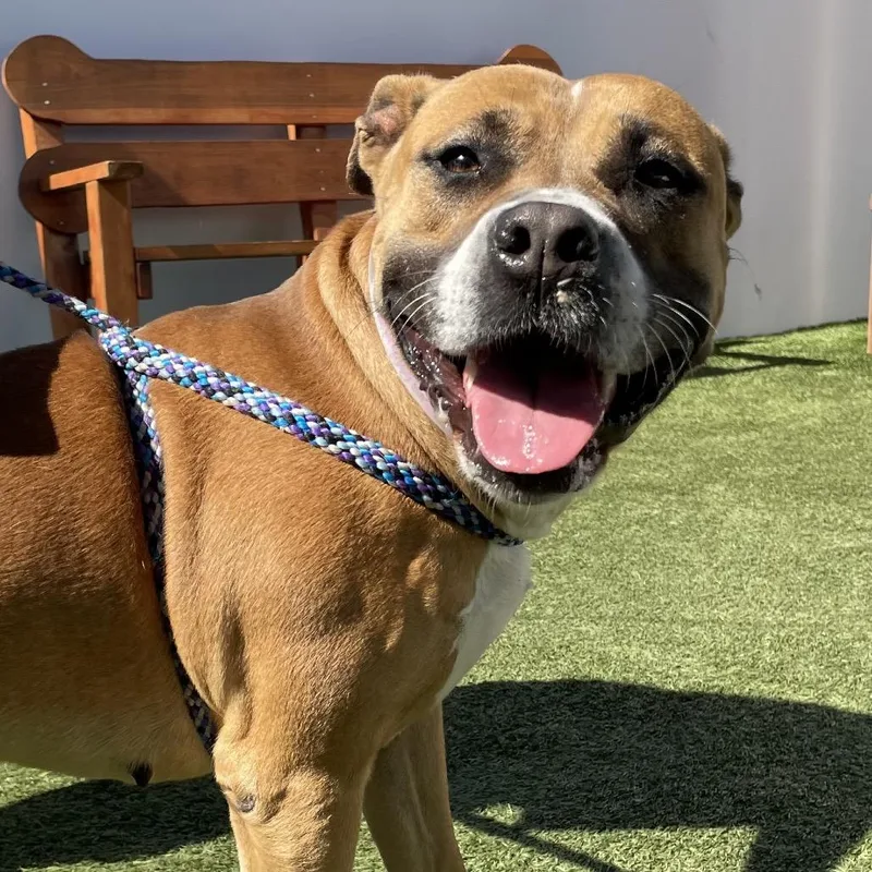 An adult large-sized female Brown / Chocolate Pit Bull Terrier dog named Honey Bun for adoption in Hawthorne, CA
