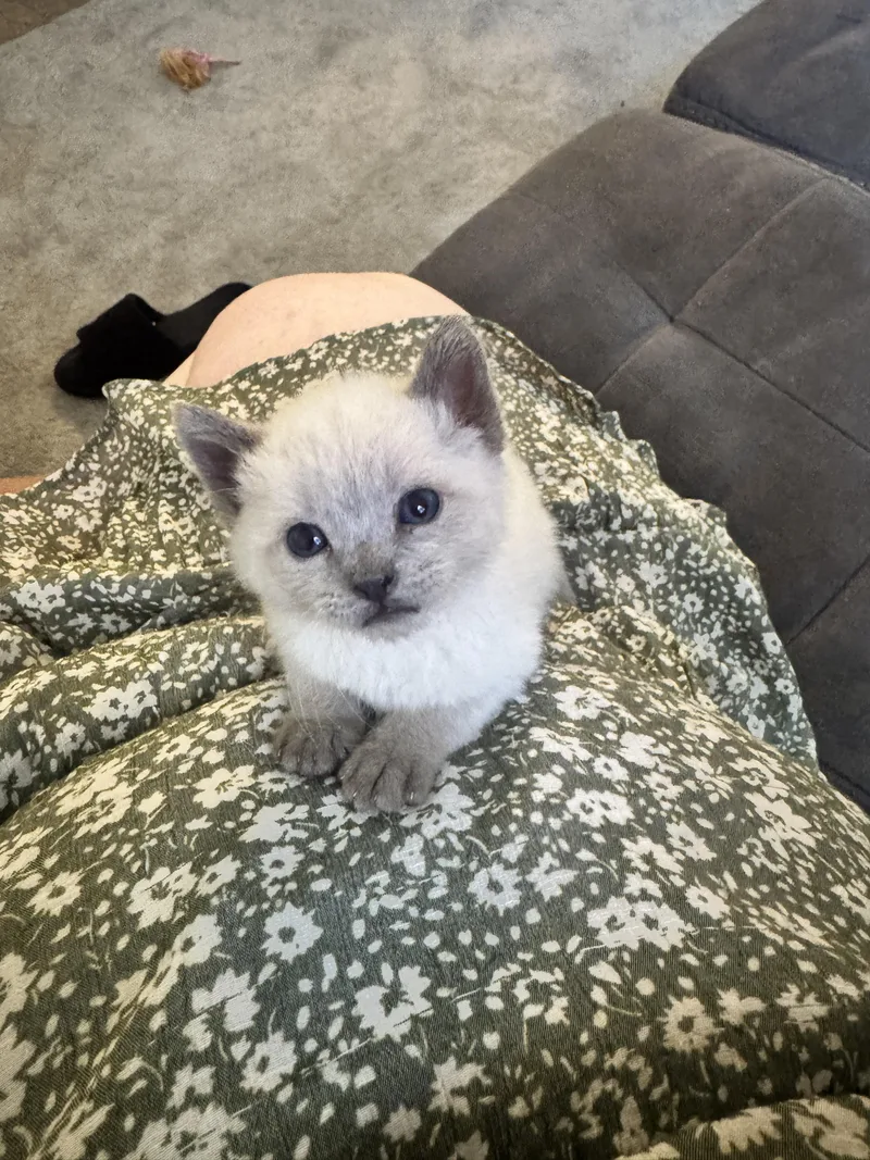 A baby medium-sized male Cream / Ivory Domestic Short Hair cat named Turnip for adoption in Fruit Heights, UT