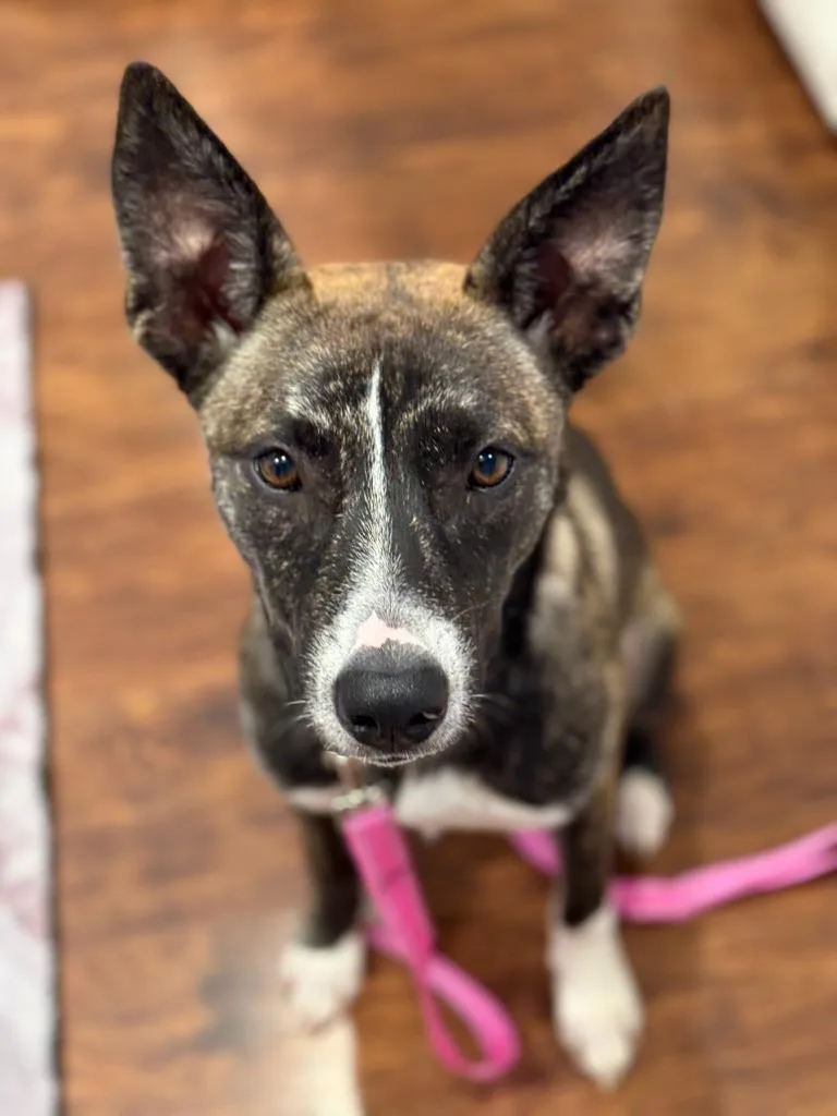 A baby medium-sized female Shepherd dog named Pepper for adoption in Lakeside, CA